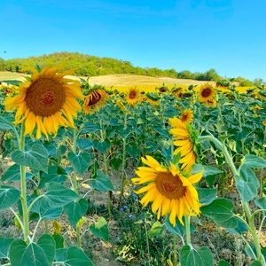 Meet your Posher, Jen